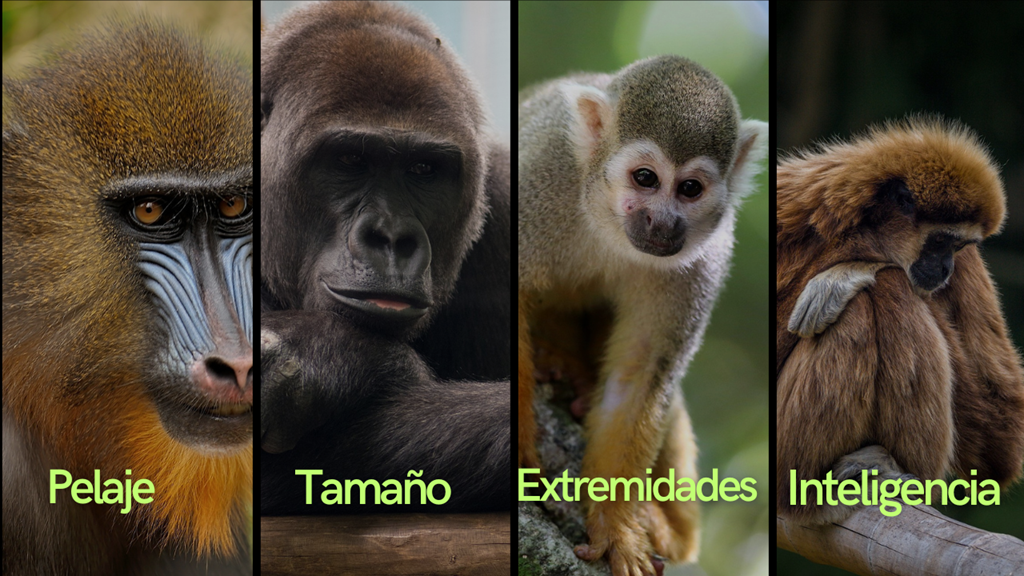 Su tamaño es muy variable, tienen los ojos situados en la parte frontal de la cara y pulgares oponib
