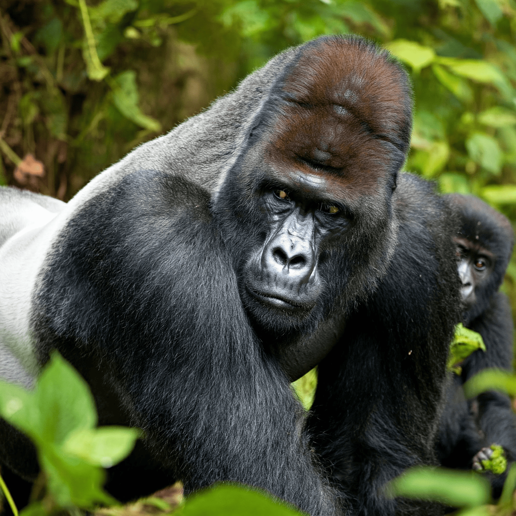El Gorila: Tamaño y Fuerza de Este Poderoso Primate