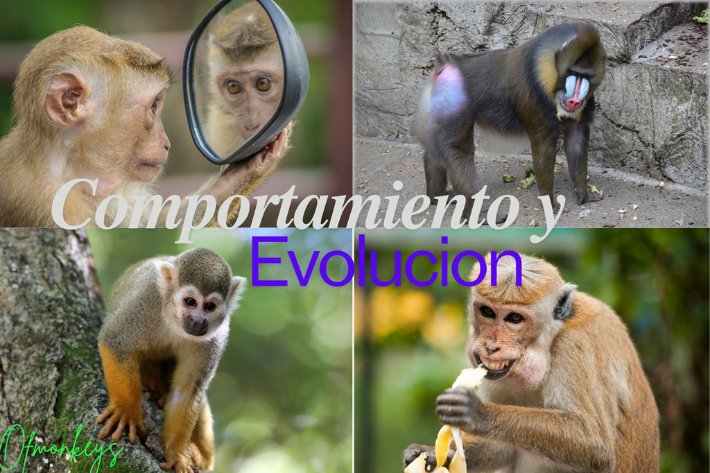 Evolución de los Primates y Comportamiento 
