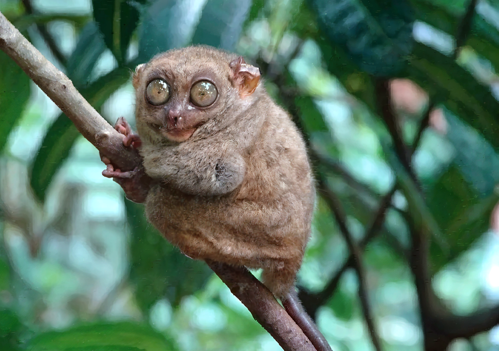 El mono tarsero, Es conocido por sus grandes ojos, sus orejas grandes y sus dedos largos.