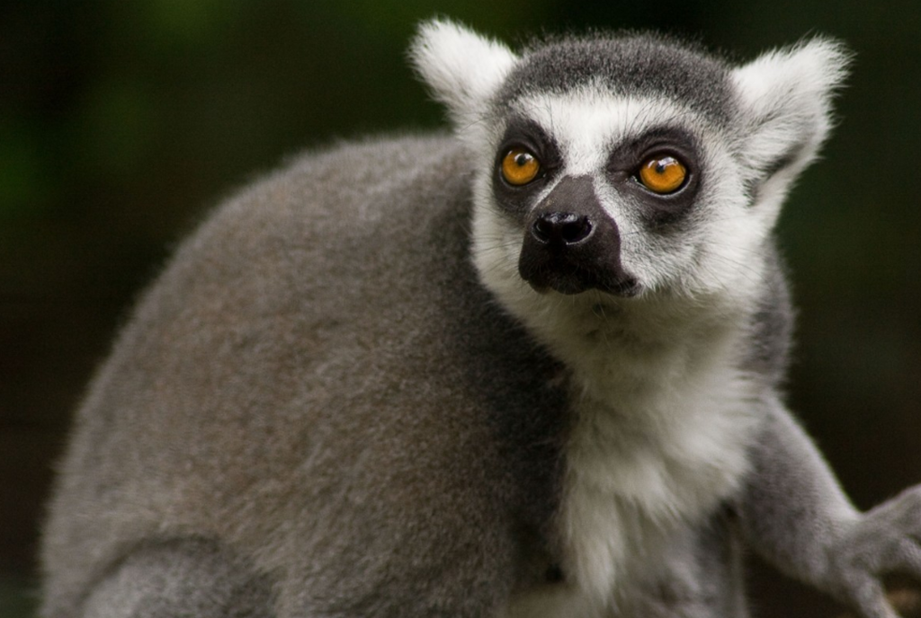 Los monos Loris son primates fascinantes con adaptaciones únicas, como su lentitud, su visión noc...